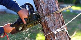 Professional Tree Removal in San Pasqual, CA